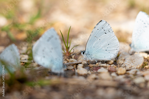 A beautiful very small butterfly with light blue colors. Celastrina argiolus