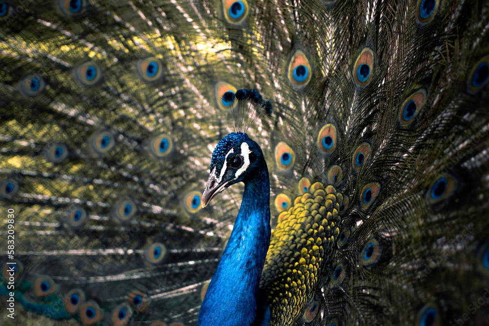 Obraz premium peacock with feathers