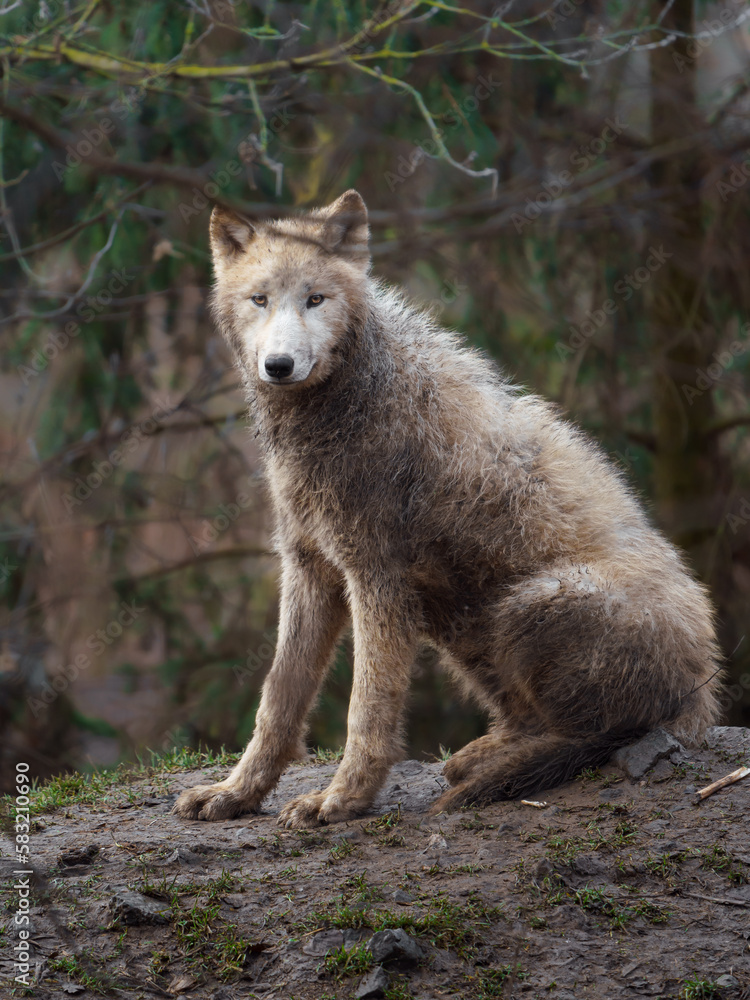 Arctic wolf Arctic wolf