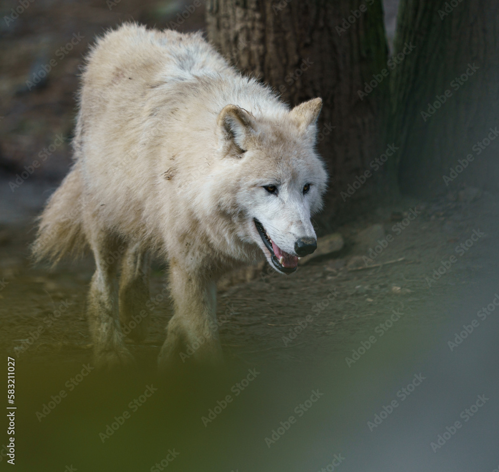 Arctic wolf