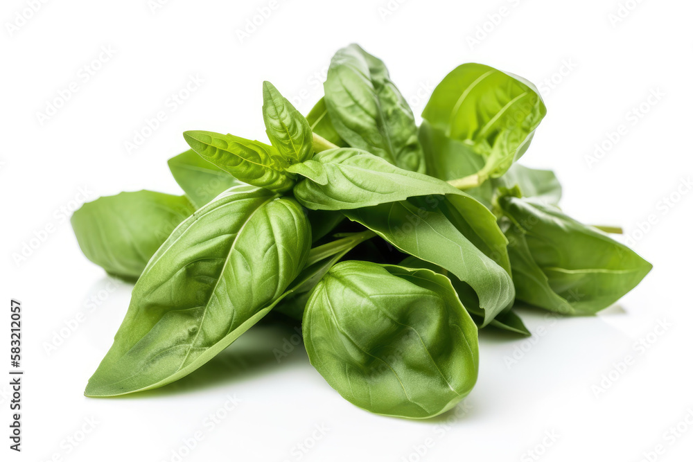 fresh basil leaves fresh basil leaves