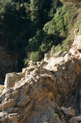 Lloret de Mar, Spain. Seagull on a rock.