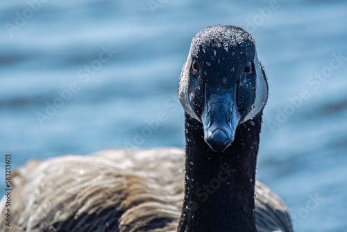 Close-up of Canada Goose swimming toward camera.