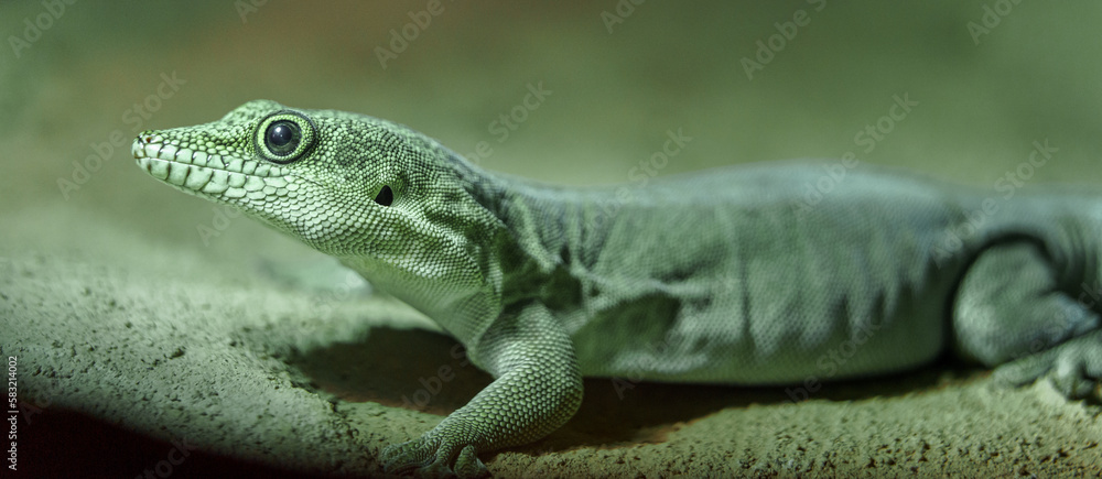 Standing's day gecko