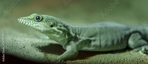 Standing s day gecko