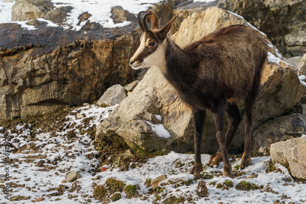 Chamois