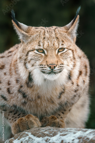 Eurasian lynx © Josef