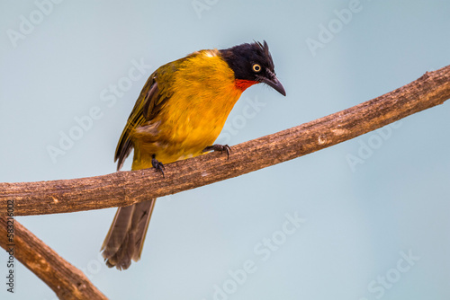 The ruby-throated bulbul (Rubigula dispar), or yellow bulbul photo