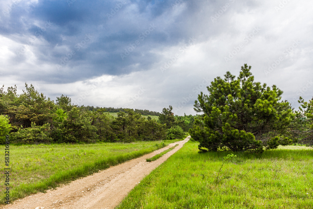 Countryside landscape dirt road through a field with green grass and coniferous trees Countryside landscape dirt road through a field with green grass and coniferous trees