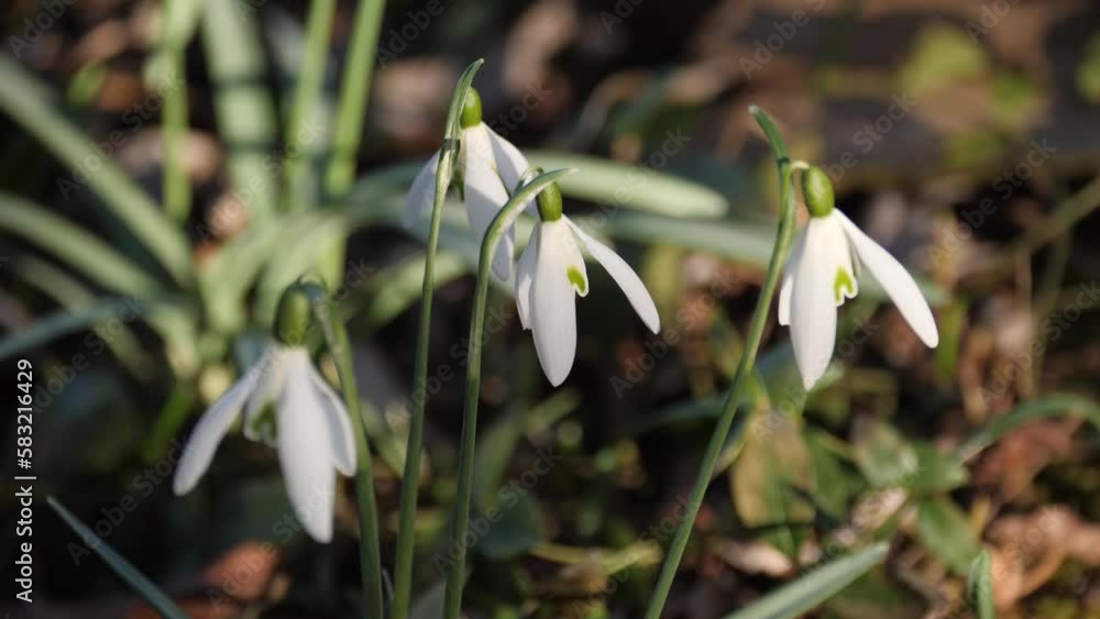 Lilies of the valley growing in the forest. Lilies of the valley growing in the forest.
