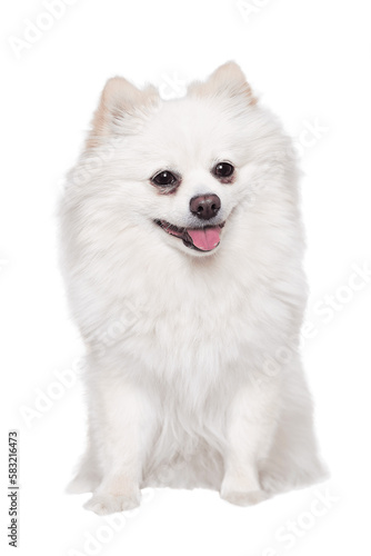 white fluffy pygmy pomeranian sits on a white background, in full growth, isolated