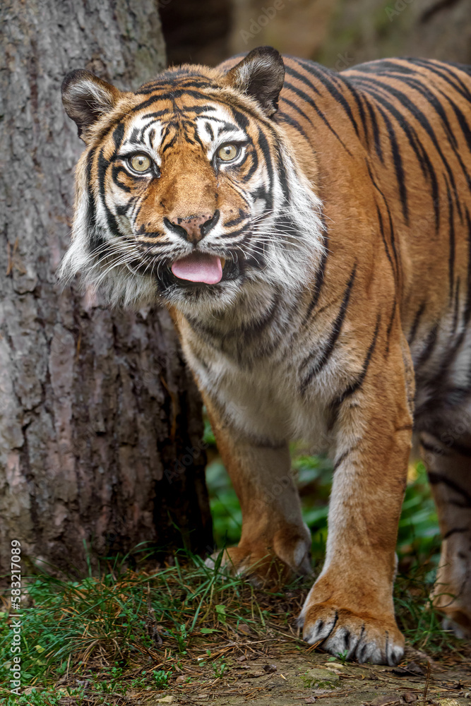 Fototapeta premium Sumatran tiger