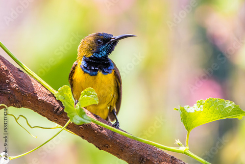 animal, bird, red, olive, sunbird, small, cinnyris jugularis, flower, honeyeater, yellow - bellied, nectar, bill, throat, curved, olive - backed, colorful, wild, blue, nature, green, wildlife, beautif photo