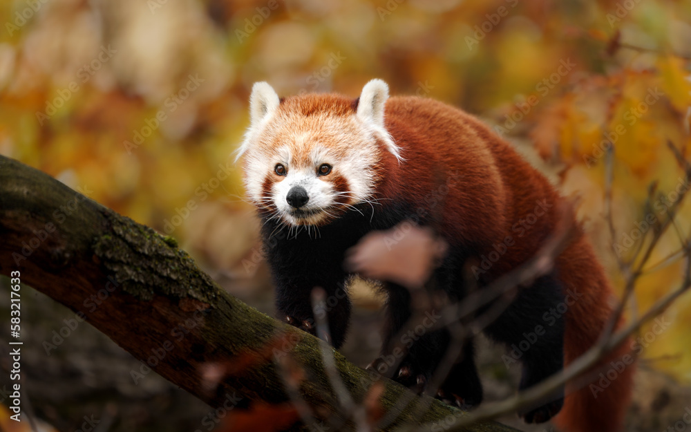 Fototapeta premium Red panda