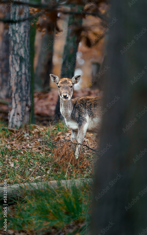 Fototapeta premium European fallow deer