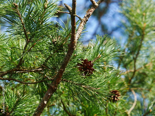 Part branch from a pine tree, Pinus, from the plant genus of the Pinaceae family, within the coniferous family Pinophyta. Pollen cones grow in a spiral pattern near the base of young shoots. photo