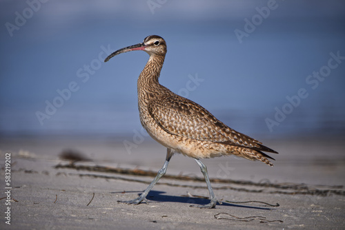The Curlew at the cost near Monterey