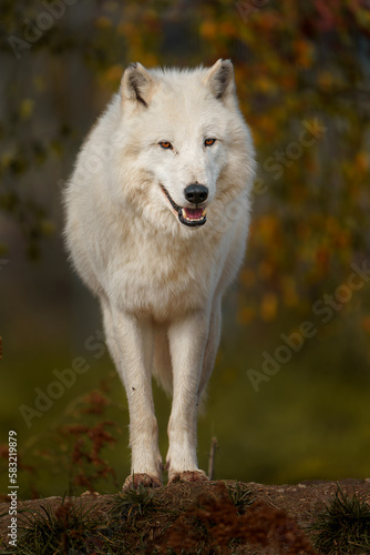 Arctic wolf