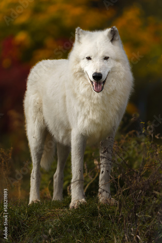 Arctic wolf