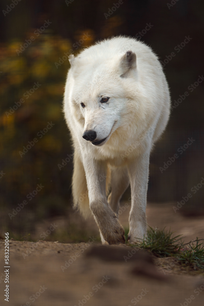 Arctic wolf