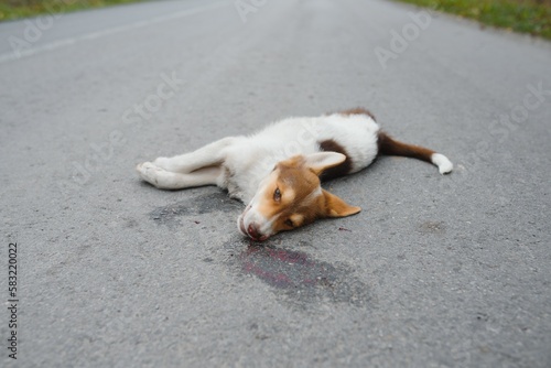 The dog died under the wheels of a car on the road. Dead animal on the road.