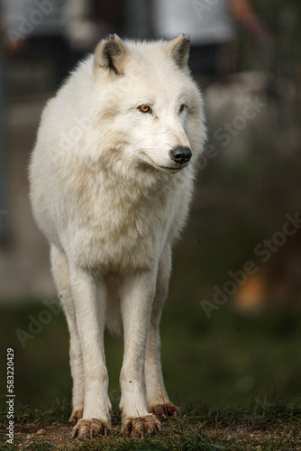 Arctic wolf