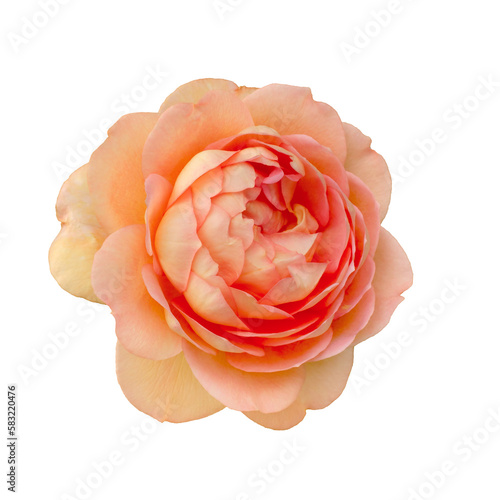 Yellow rose flower top view isolated on white background. Detail for creating a collage