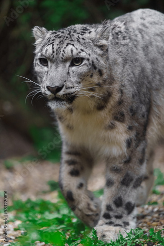 Snow leopard