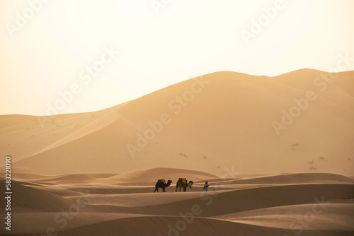  Adventure travel scene  one local man walking in the desert with two camels. High golden sand dunes with sunset light in the evening. Merzouga Morocco. 