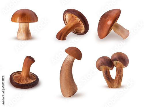 Set forest mushrooms