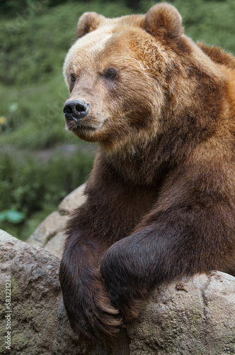 Kamchatka brown bear