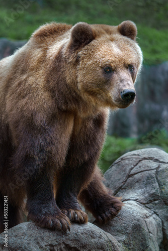 Kamchatka brown bear © Josef