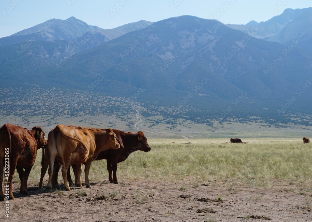 Fototapeta premium cows in the mountains