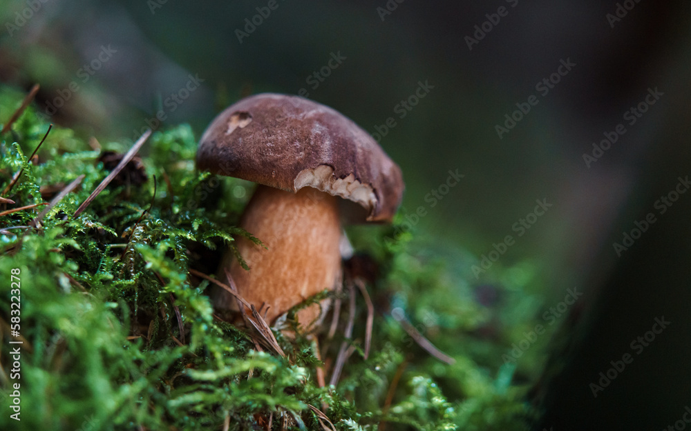 Boletus in moss Boletus in moss