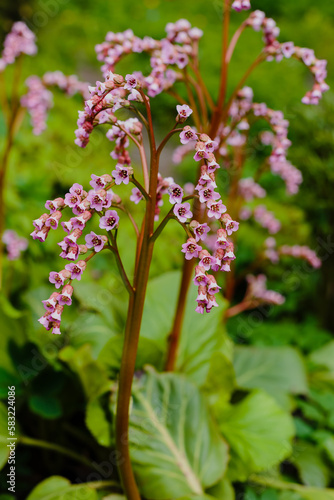 Bergenia, known also as Bergenia cordifolia. Pink flowers close up