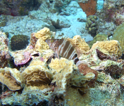 Redspotted Hawkfish on the reef