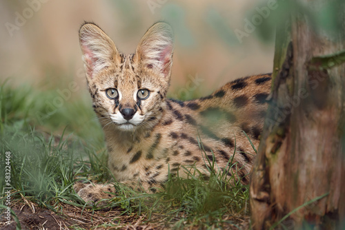 Serval