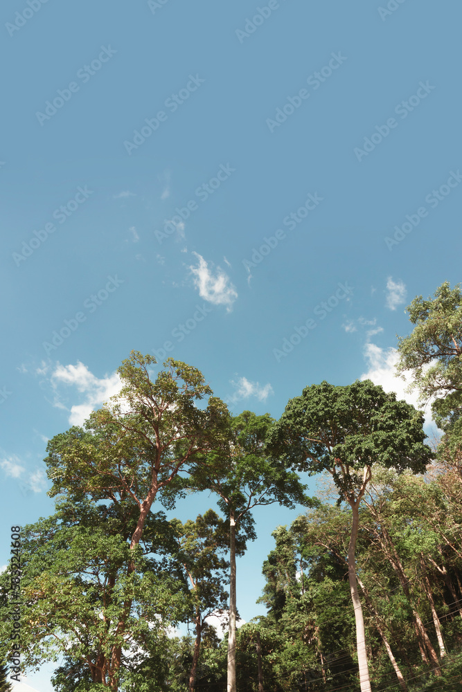 Obraz premium big tree in forest and blue sky