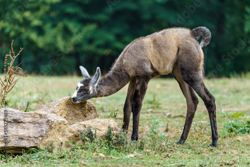 Llama