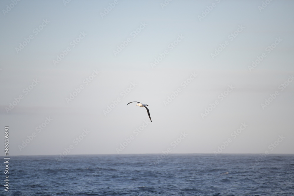 Wandering albatross flying over the sea on the Drakes Passage.