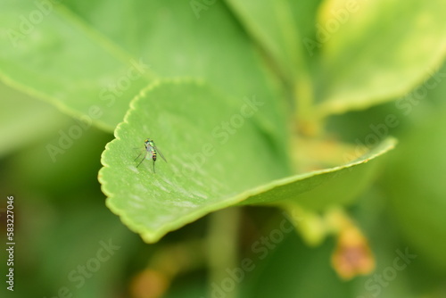 Mosca de la fruta