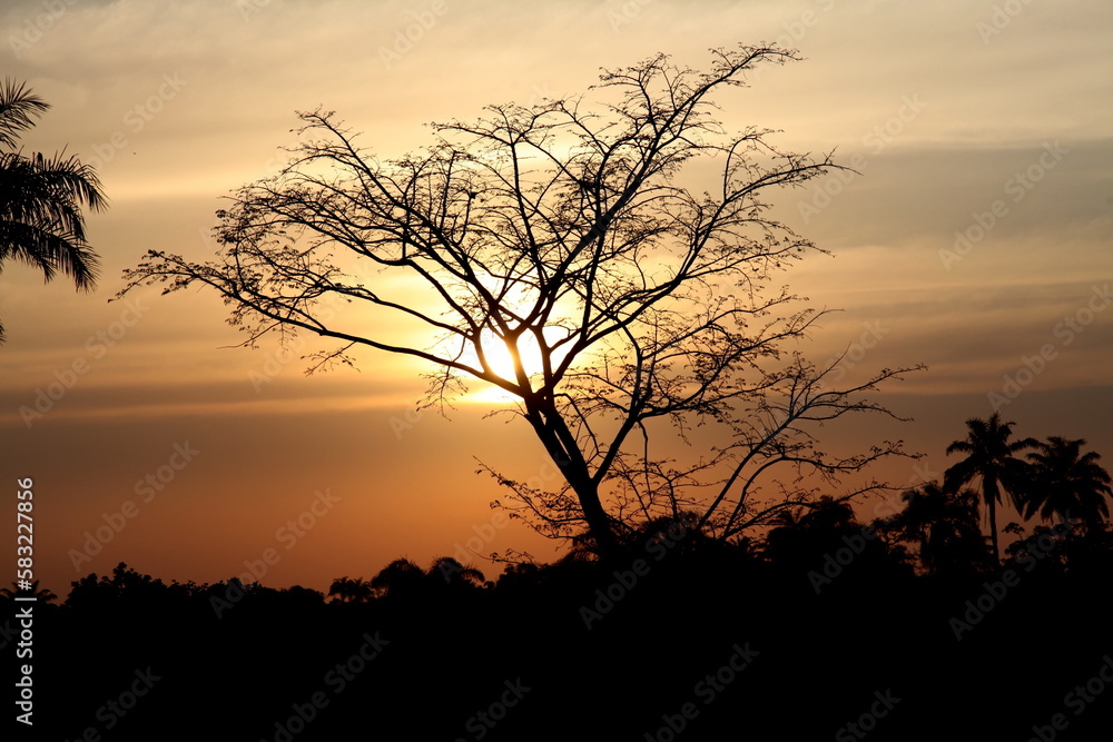 silhouette of tree at sunset in Africa