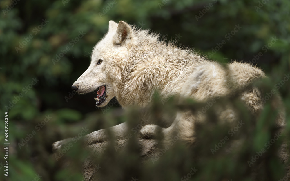 Arctic wolf