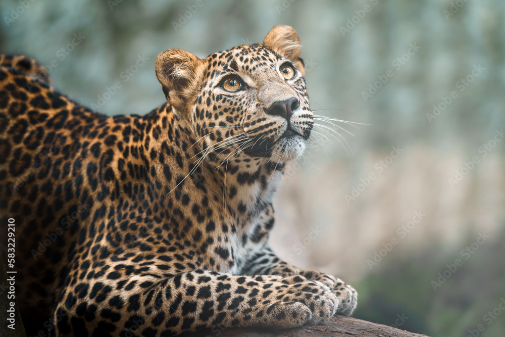 Sri lankan leopard Sri lankan leopard