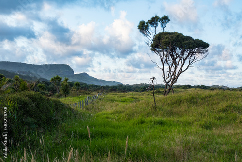 Sunrise Te Henga Walkway Bethells Beach Auckland Tamaki Makaurau Aotearoa New Zealand