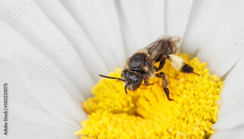 Yellow-loosestrife Bee (Macropis europaea) photo