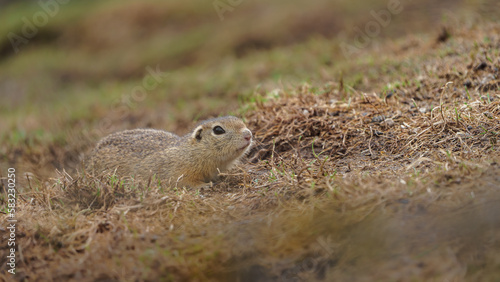European ground squirrel © Josef