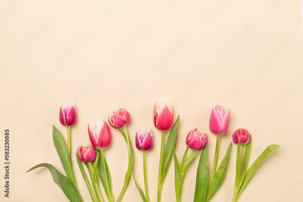 Bright tulips on color background, top view