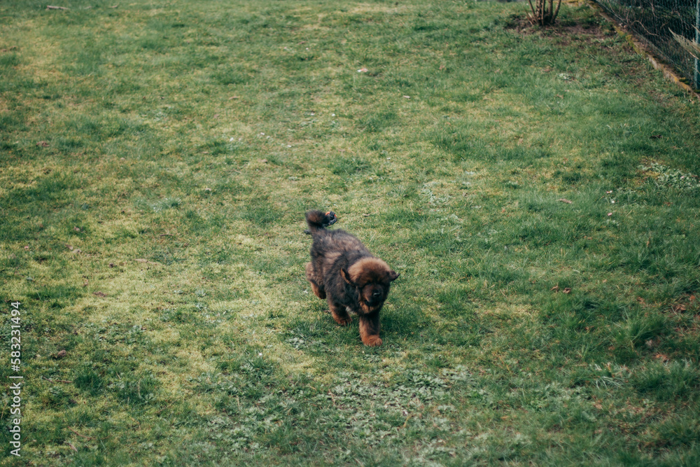 Puppy of Tibetan Mastiff playing in back garden. Puppy of Tibetan Mastiff playing in back garden.
