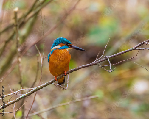 Eisvogel © Ertuğrul